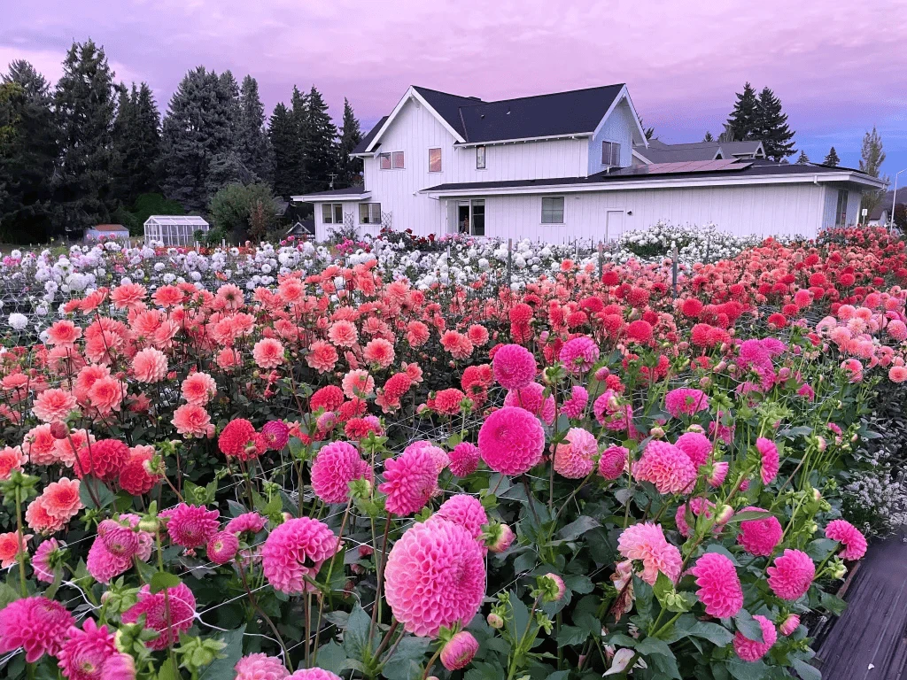 Flower Growers Flower Growers