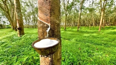 Natural rubber and synthetic rubber,Why should natural rubber be used for rub...