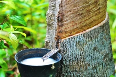 Properties and Applications of Natural Rubber