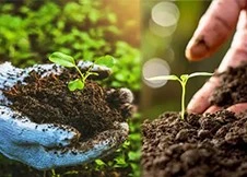 Organic farming