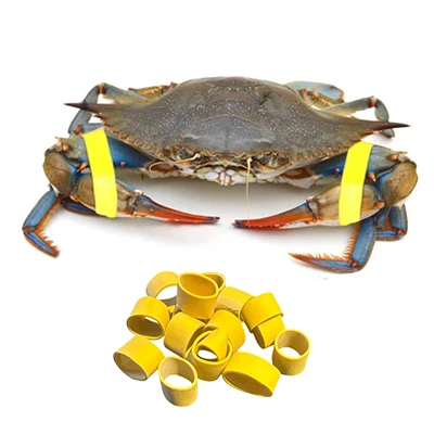 Crab Rubber Bands