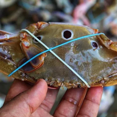 Thin Crab Rubber Bands