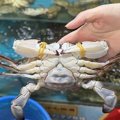 Thin Crab Rubber Bands high quality