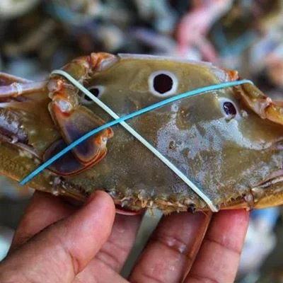Thin Crab Rubber Bands