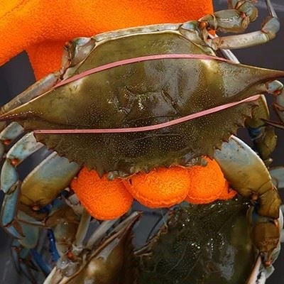 Thin Crab Rubber Bands factory