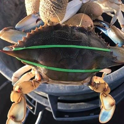 Thin Crab Rubber Bands suppliers