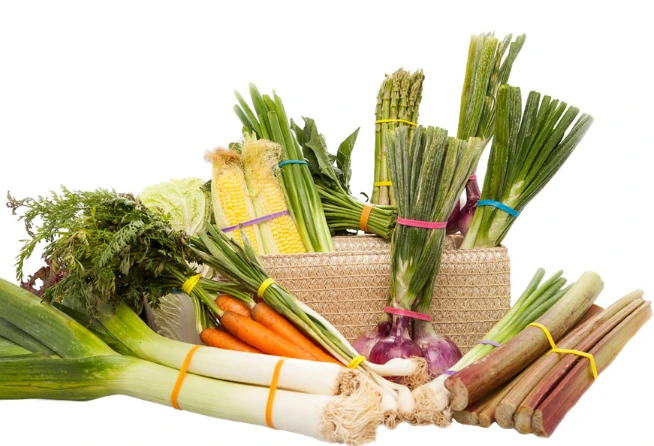 Vegetable Rubber Bands Vegetable Rubber Bands