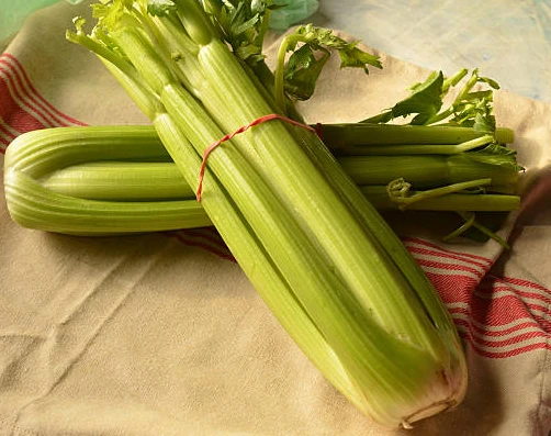 Vegetable Rubber Bands Vegetable Rubber Bands